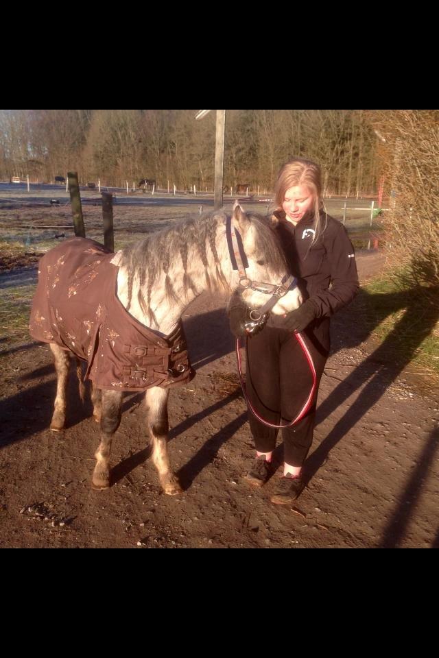 Welsh Mountain (sec A) Greenhills Shy Lorax billede 2