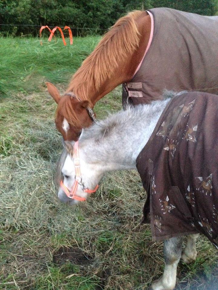 Welsh Mountain (sec A) Greenhills Shy Lorax billede 4