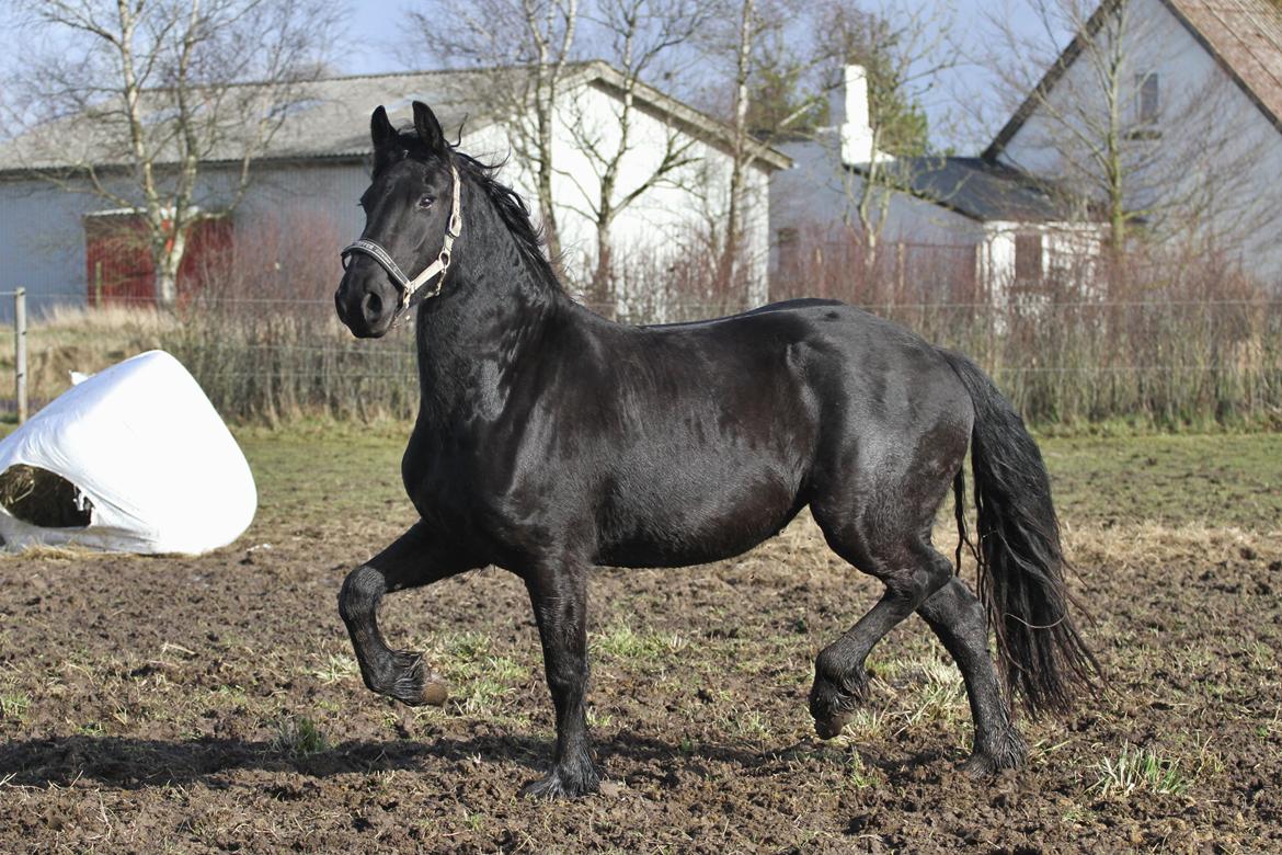 Frieser Nellie af sorte perler billede 24