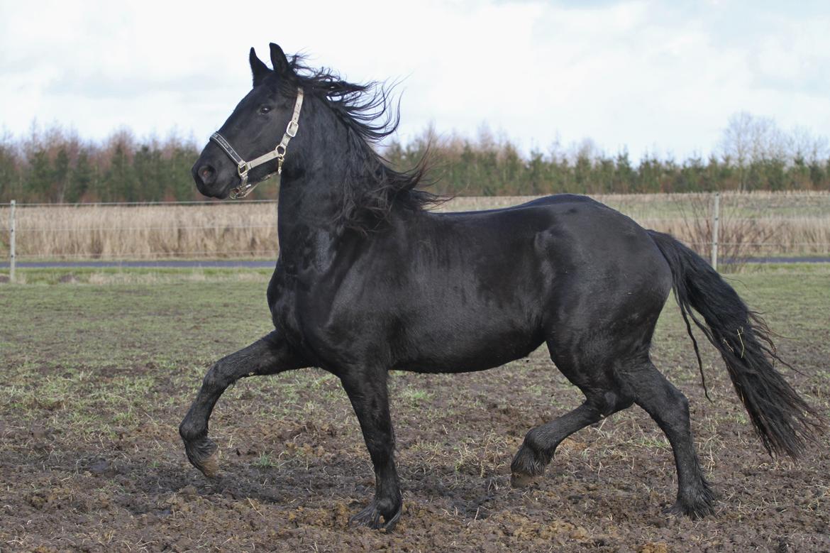 Frieser Nellie af sorte perler billede 23