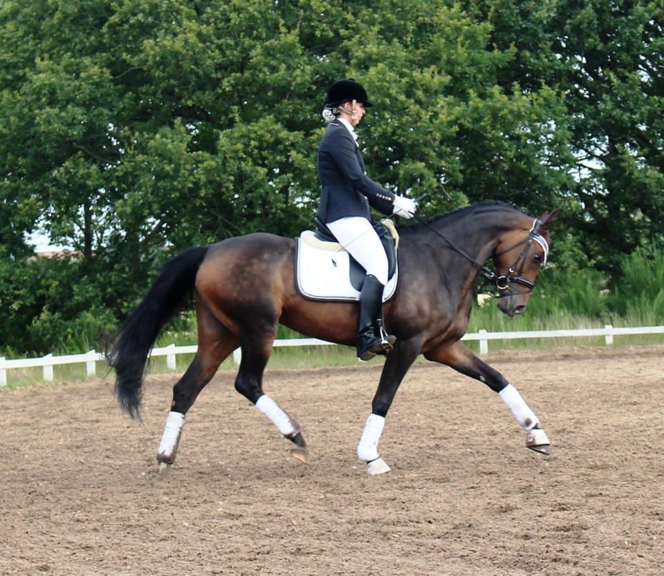 Dansk Varmblod Grandalgårds moon dancer billede 14
