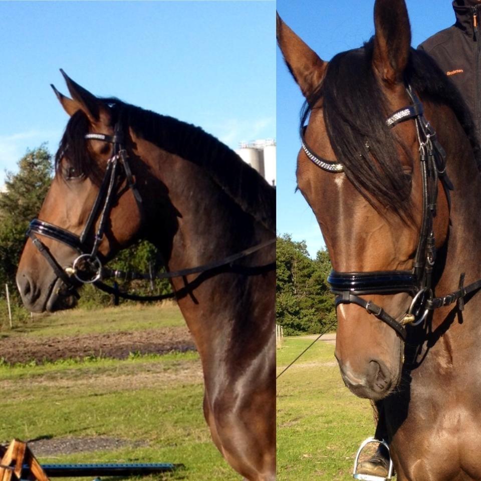 Dansk Varmblod Grandalgårds moon dancer billede 15