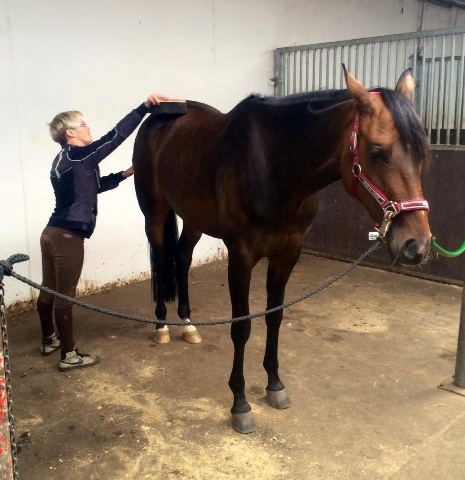 Dansk Varmblod Grandalgårds moon dancer billede 18