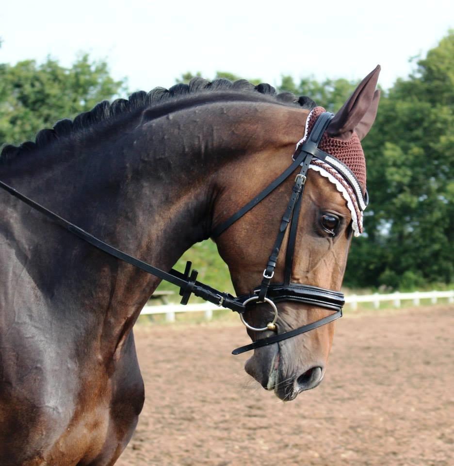 Dansk Varmblod Grandalgårds moon dancer billede 12