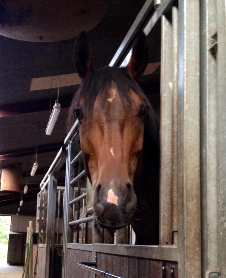 Dansk Varmblod Grandalgårds moon dancer billede 21