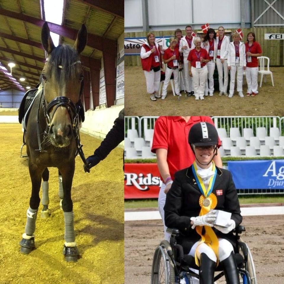 Dansk Varmblod Grandalgårds moon dancer billede 25