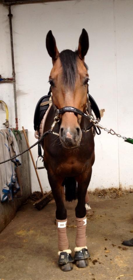 Dansk Varmblod Grandalgårds moon dancer billede 30