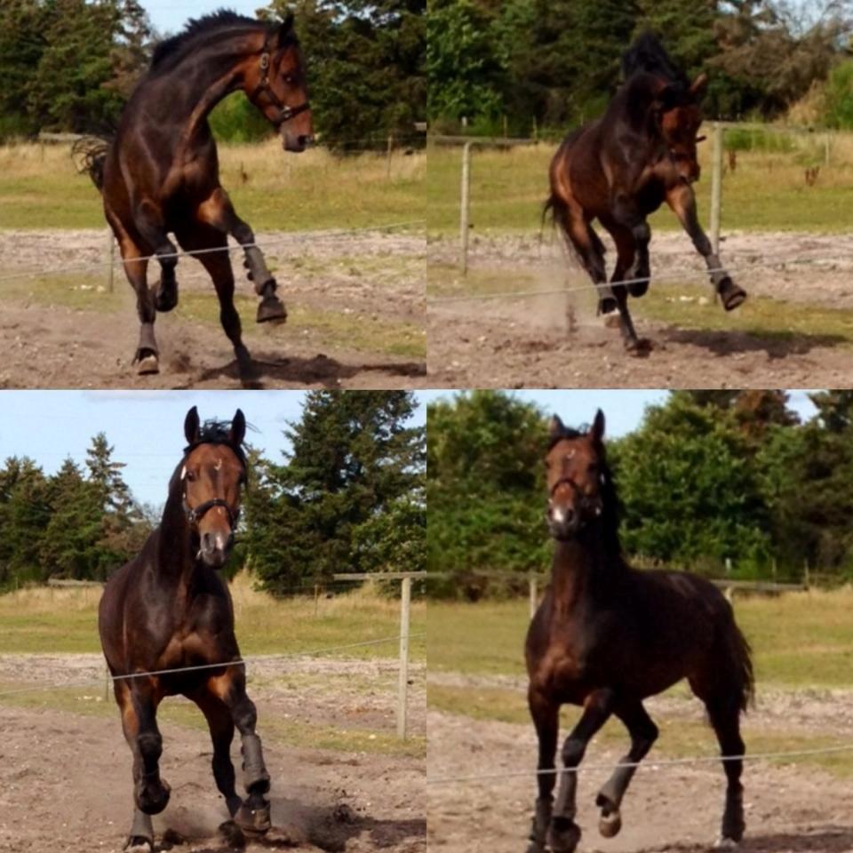 Dansk Varmblod Grandalgårds moon dancer billede 27