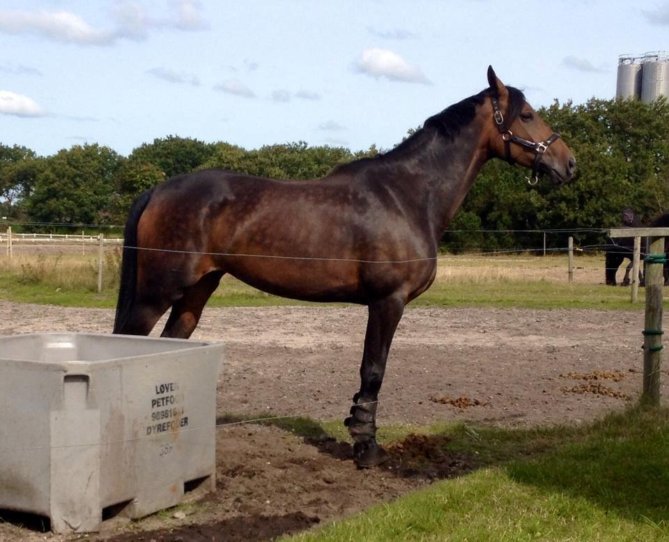 Dansk Varmblod Grandalgårds moon dancer billede 33