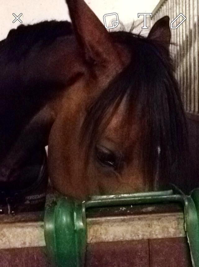 Dansk Varmblod Grandalgårds moon dancer billede 34