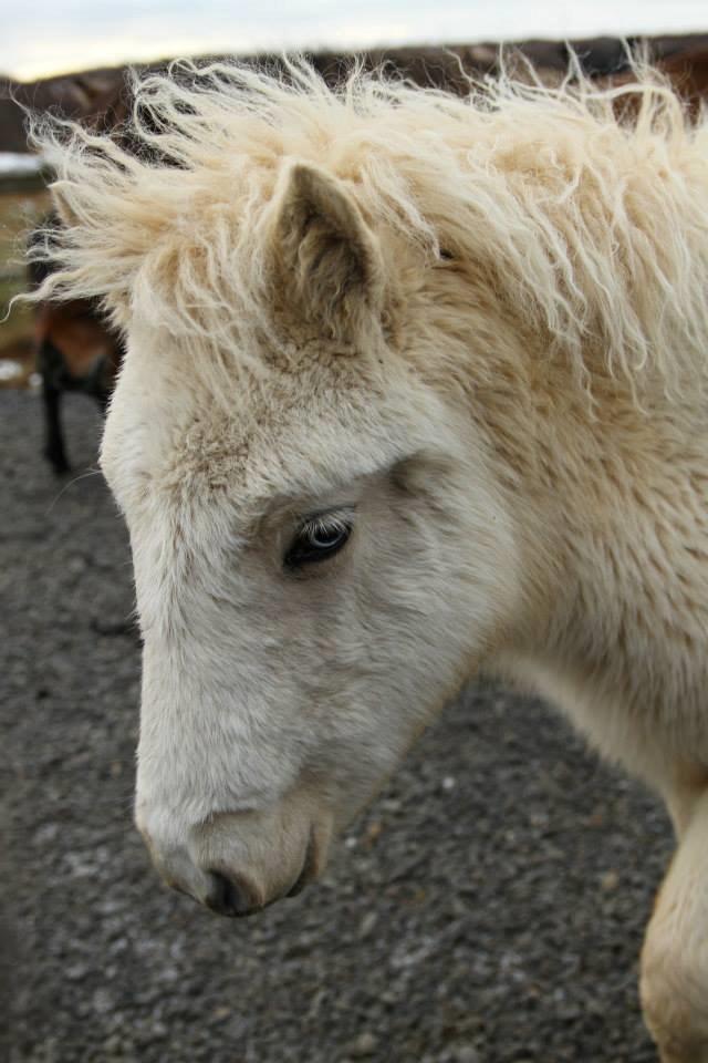 Islænder Eilíf frá Skjólbrekku - et par måneder gammel billede 2