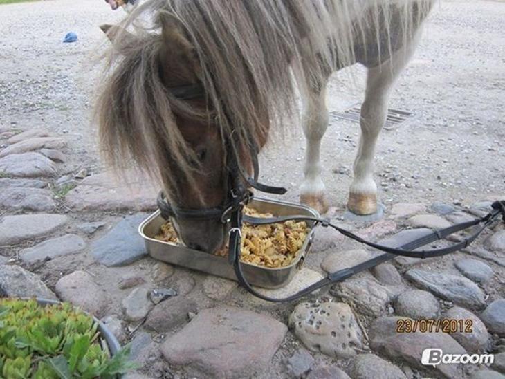 Shetlænder Billyboy <3 - Kattemad? Arh Billy, må du godt det? <3 billede 2