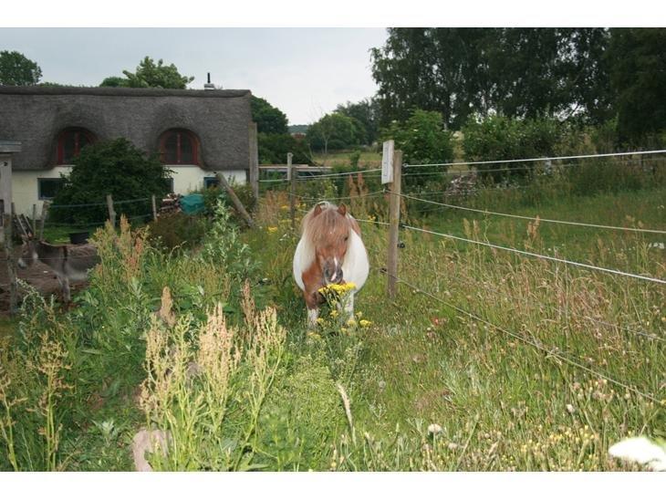 Shetlænder Billyboy <3 - Så dejlig! <3 billede 4