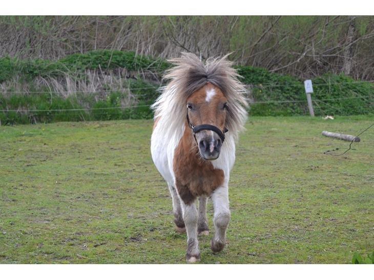 Shetlænder Billyboy <3 - Elsker dig! <3 billede 5