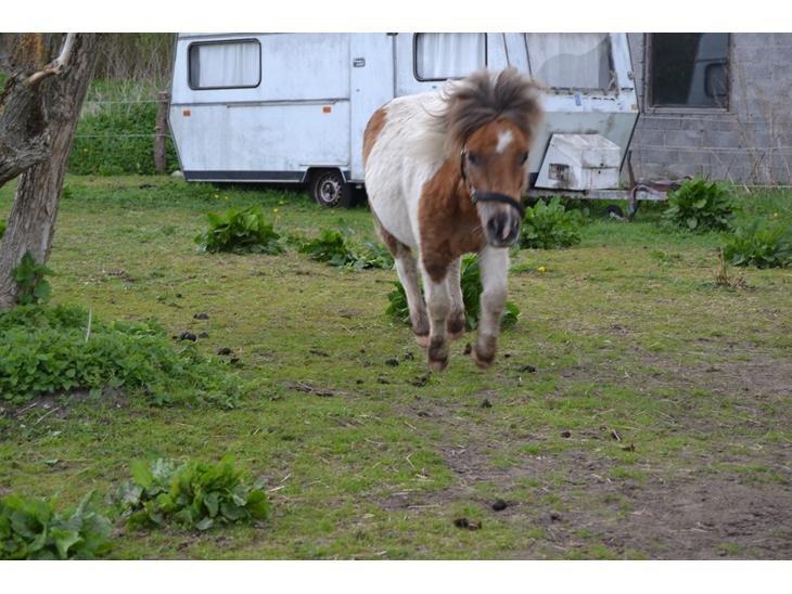 Shetlænder Billyboy <3 - Flyver? <3 billede 6