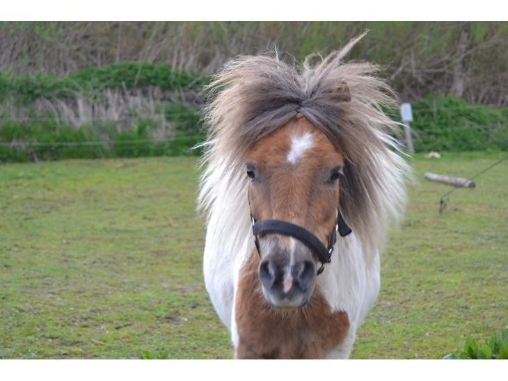 Shetlænder Billyboy <3 - Det er så Billyboy! <3 billede 1
