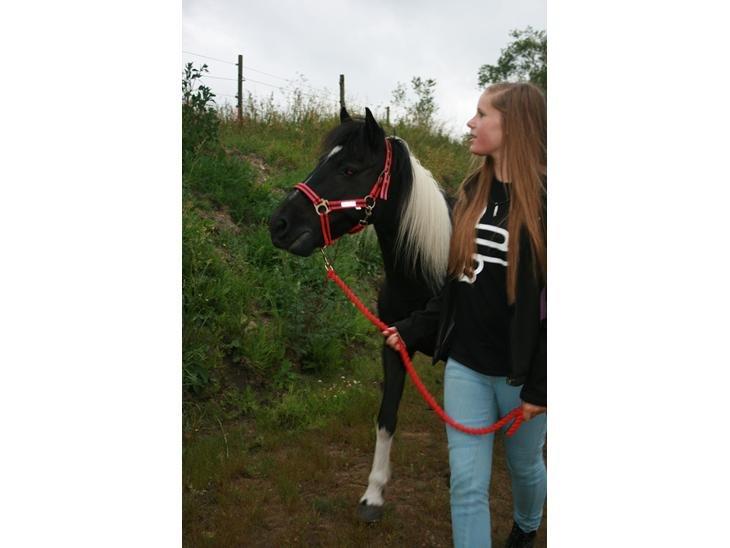 Anden særlig race Sorteper <3 - Halvparten! <3 billede 4