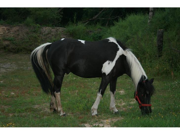 Anden særlig race Sorteper <3 - baby! <3 billede 5