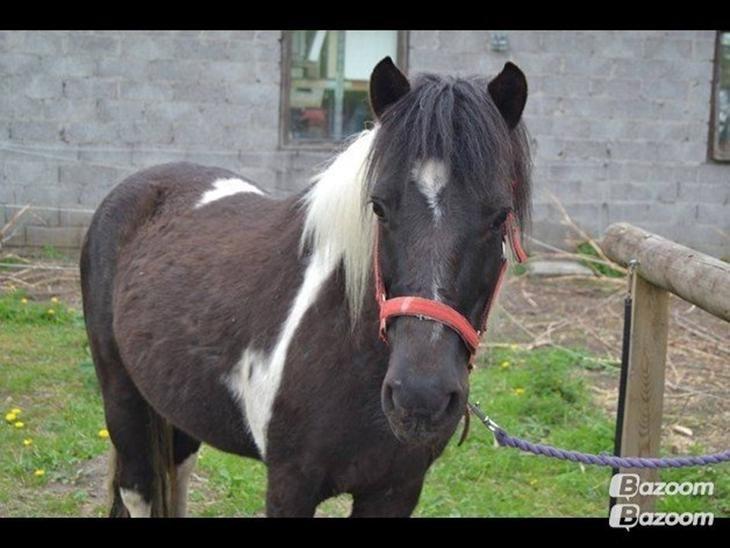 Anden særlig race Sorteper <3 - Her har vi så Sorteper! <3 billede 1