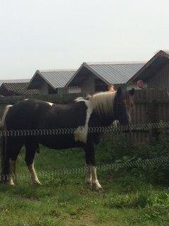 Anden særlig race Sorteper <3 - Min elskede dreng! <3 billede 6