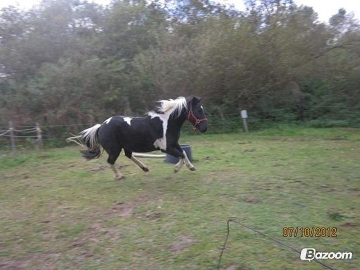 Anden særlig race Sorteper <3 - Galop! <3 billede 3