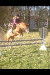 DSP Horsmarks Diva Duchess (SOLGT) billede 13