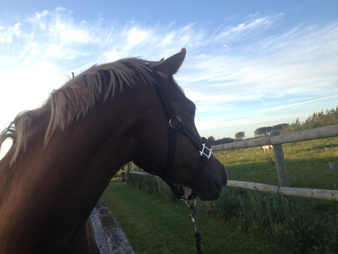 DSP Penelope Af Hvarre billede 6