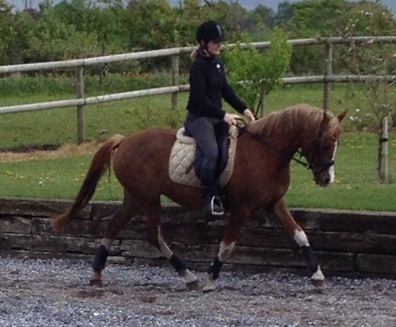 DSP Penelope Af Hvarre billede 9