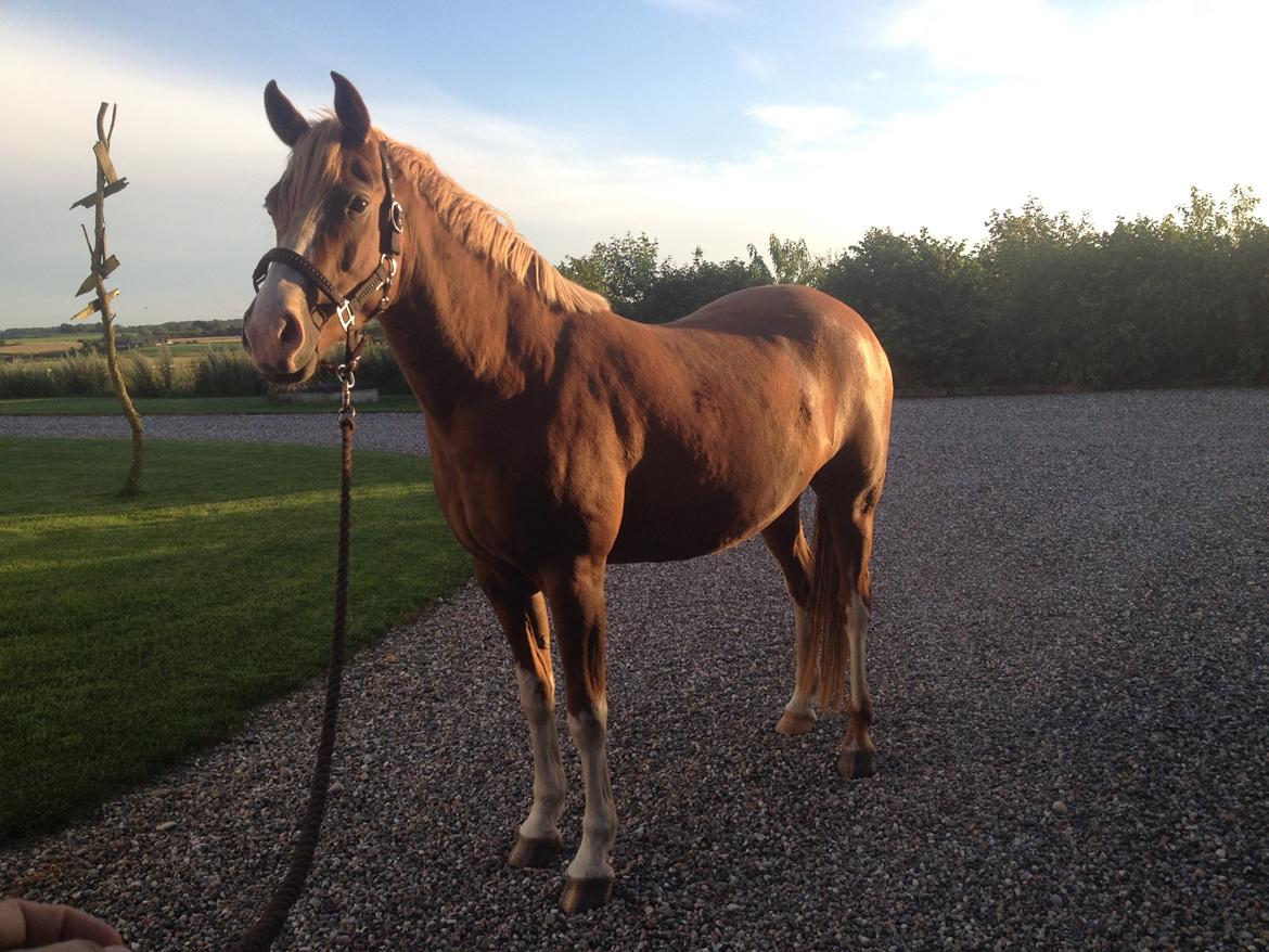 DSP Penelope Af Hvarre billede 7