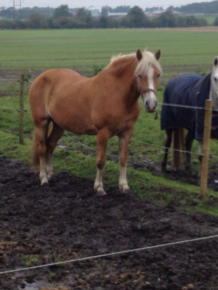 Haflinger Mitavia kaldes baby billede 3