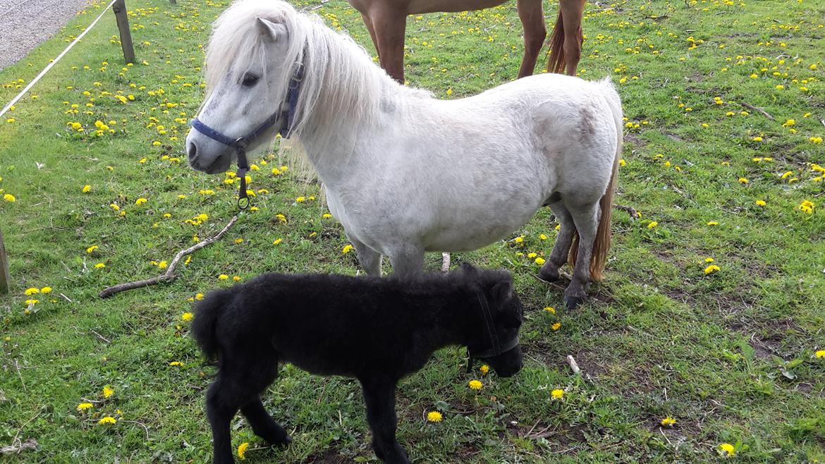 Shetlænder Darla ( Trunten) billede 14