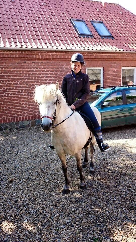 Islænder Disa fra Fruerlund *lånehest* - Taget d. 20.07.15. Første gang jeg rider Disa efter hun kom hjem til os billede 3