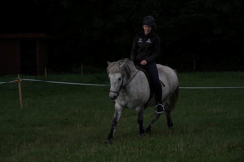 Islænder Disa fra Fruerlund *lånehest* - Taget den 19.9.15 billede 2