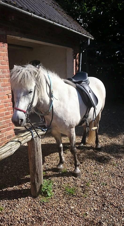 Islænder Disa fra Fruerlund *lånehest* billede 6