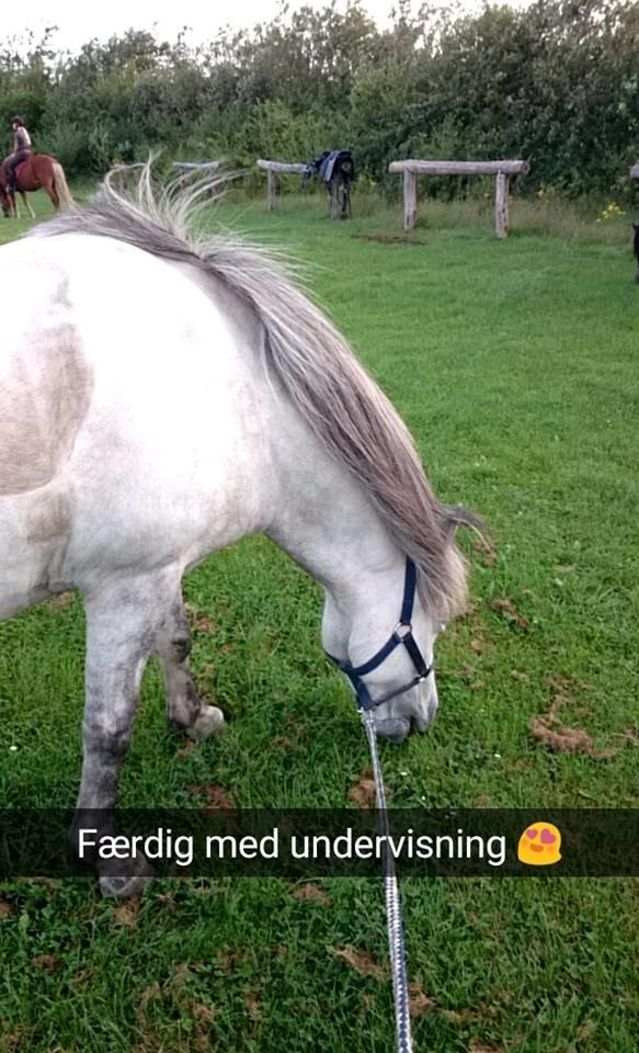 Islænder Disa fra Fruerlund *lånehest* billede 4