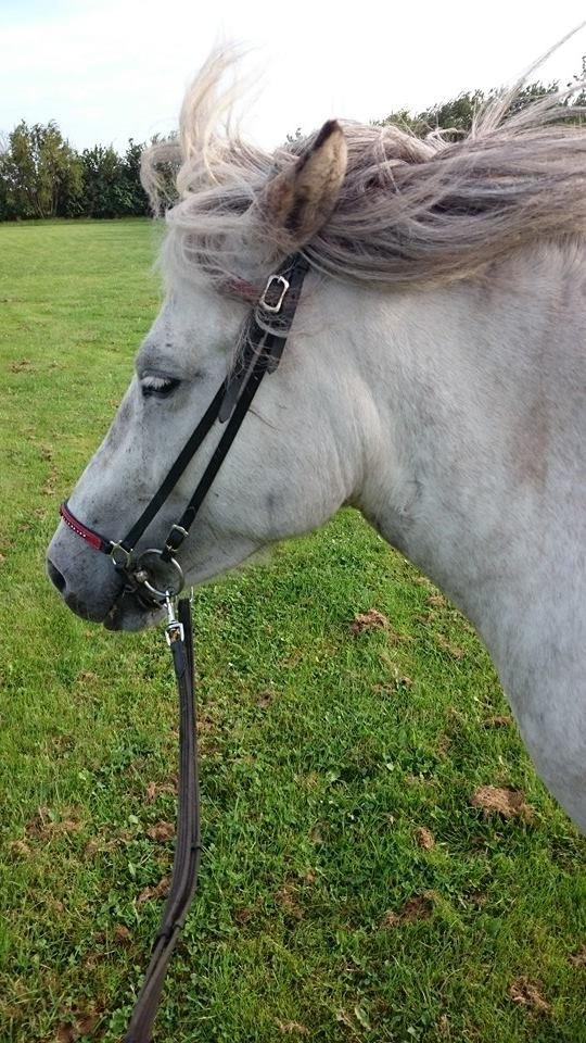 Islænder Disa fra Fruerlund *lånehest* billede 7