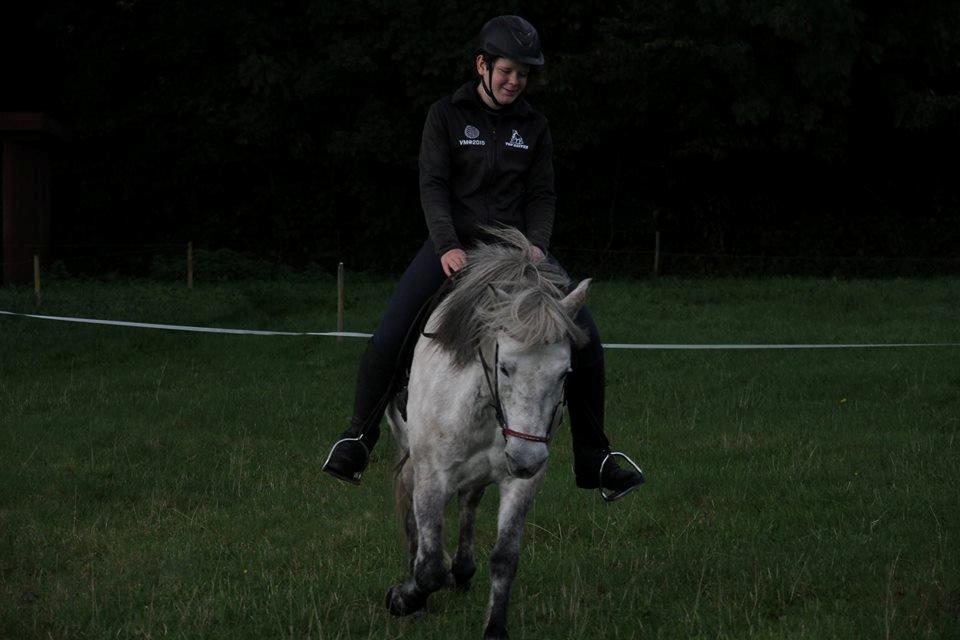 Islænder Disa fra Fruerlund *lånehest* - Taget den 19.9.15 billede 1