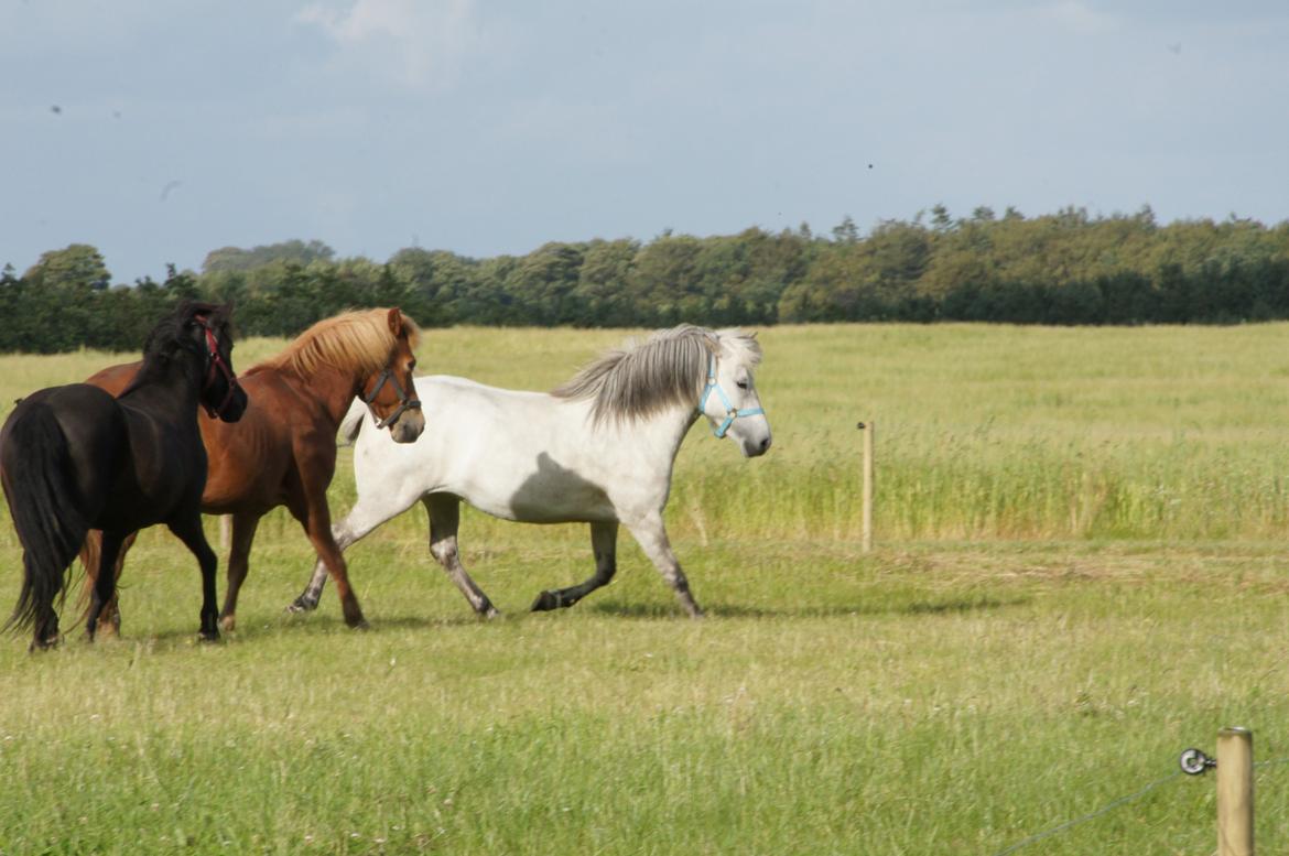 Islænder Disa fra Fruerlund *lånehest* - Taget den 18.07.15 - Den dag hun kom hjem til os billede 9