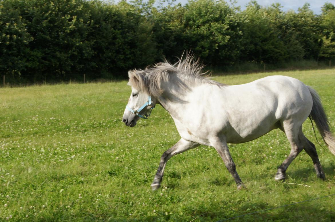 Islænder Disa fra Fruerlund *lånehest* - Taget den 18.07.15 - Den dag hun kom hjem til os billede 11