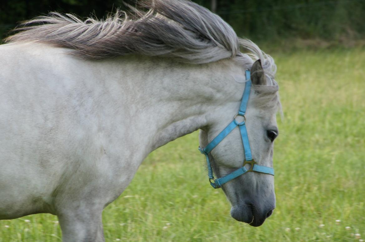 Islænder Disa fra Fruerlund *lånehest* - Taget den 18.07.15 - Den dag hun kom hjem til os billede 12