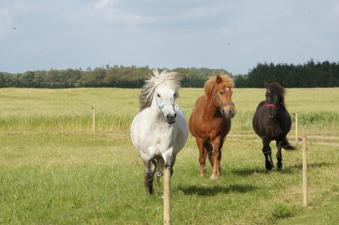 Islænder Disa fra Fruerlund *lånehest* - Taget den 18.07.15 - Den dag hun kom hjem til os billede 10