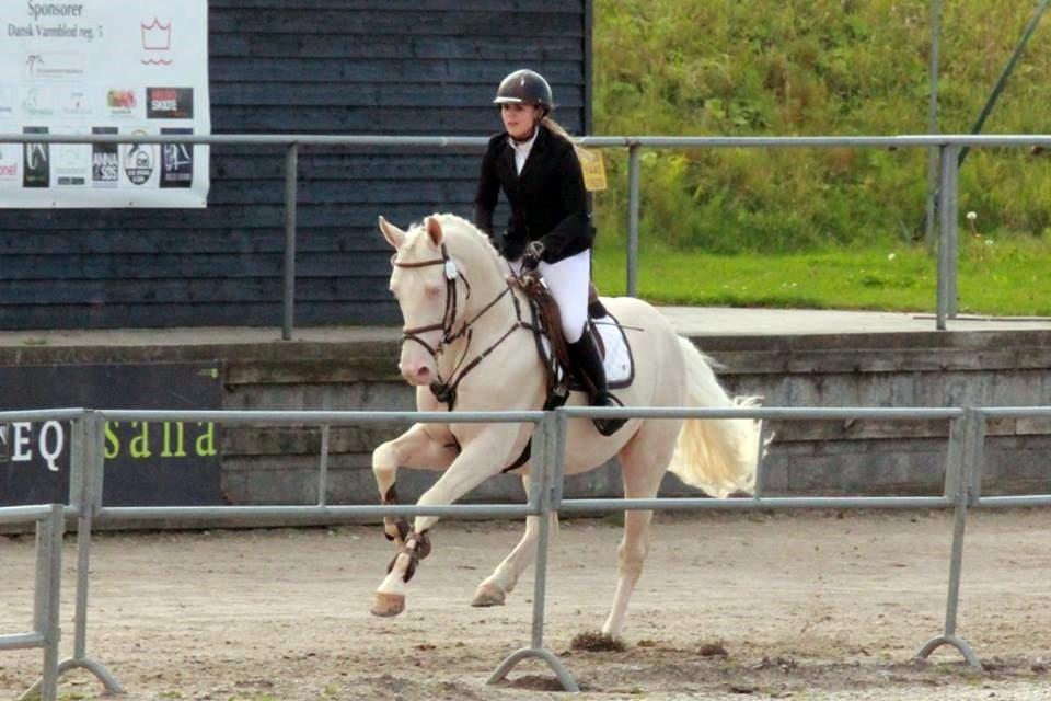 Palomino Stensgaardens cavanoux (EU Hingst) - Udholdheds testen billede 30