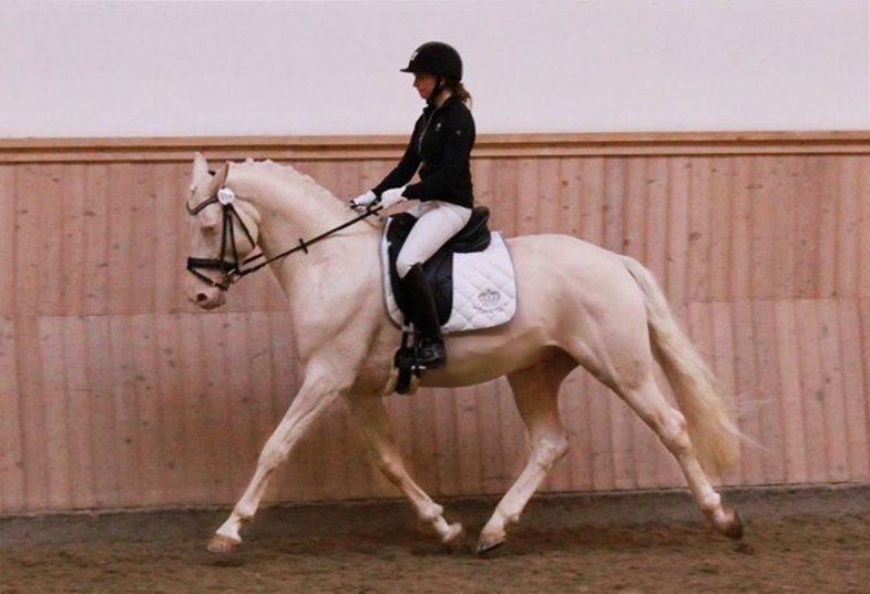 Palomino Stensgaardens cavanoux (EU Hingst) - Materiale prøven 2015 billede 19