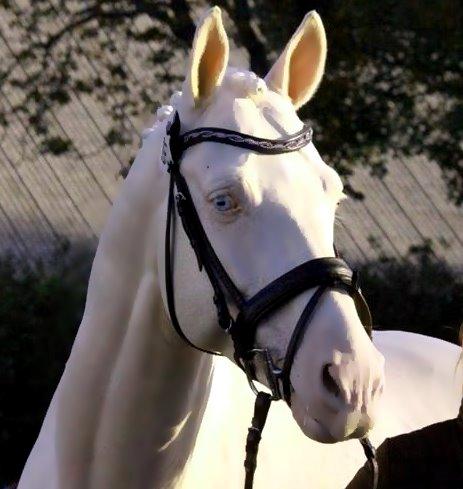 Palomino Stensgaardens cavanoux (EU Hingst) - Materiale prøven 2015 billede 15