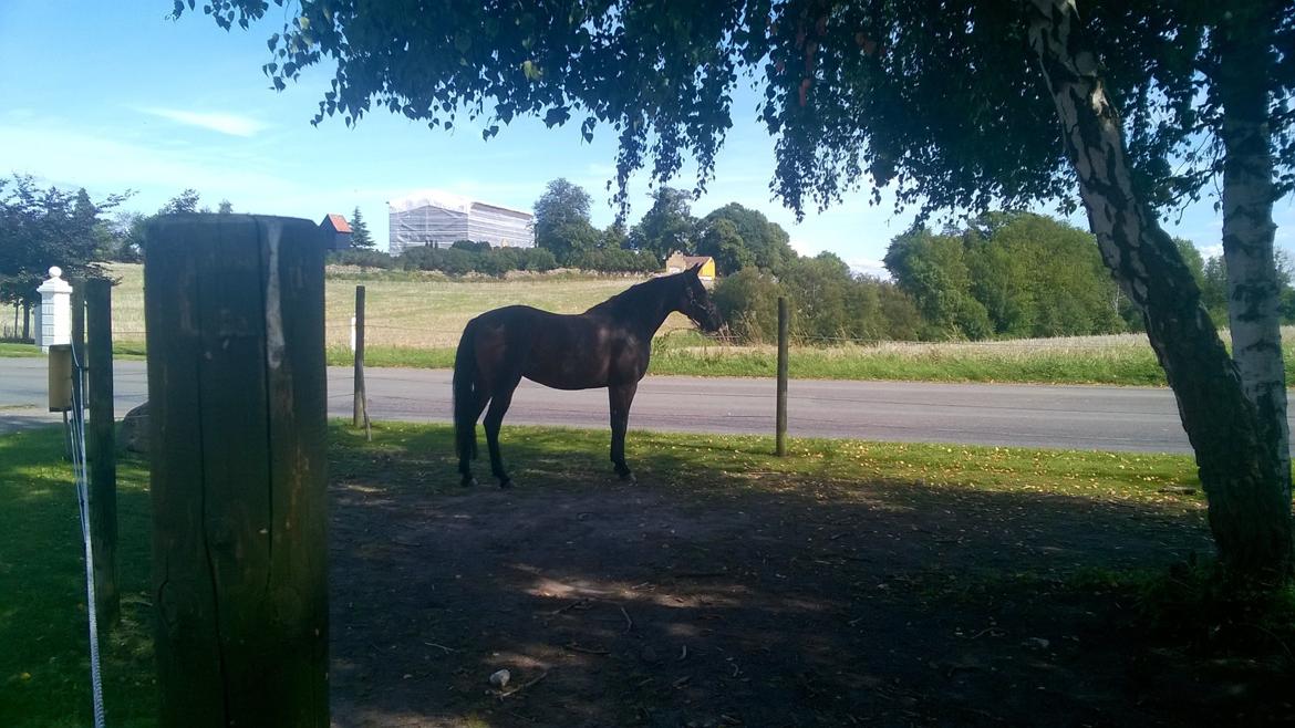 Traver Kalima joy joy. R.I.P billede 3