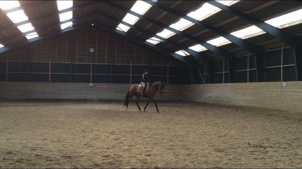 Dansk Varmblod Soleil's Monet billede 9