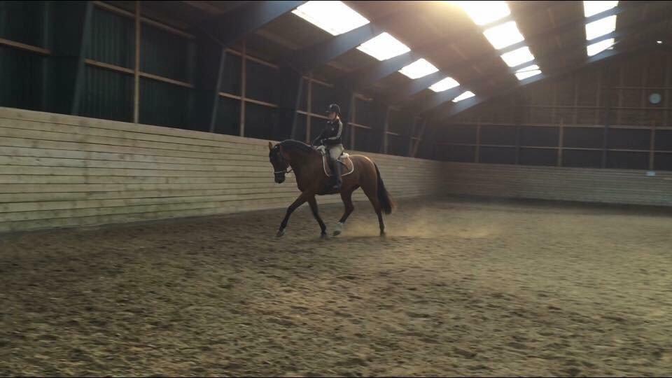 Dansk Varmblod Soleil's Monet billede 10