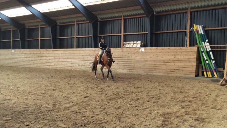 Dansk Varmblod Soleil's Monet billede 8