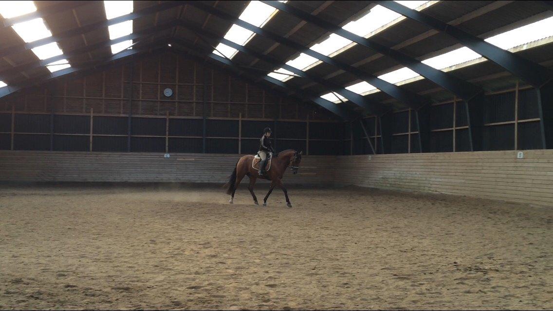 Dansk Varmblod Soleil's Monet billede 11