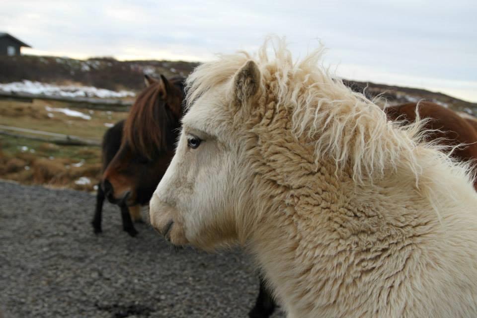 Islænder Eilíf frá Skjólbrekku - et par måneder gammel billede 13